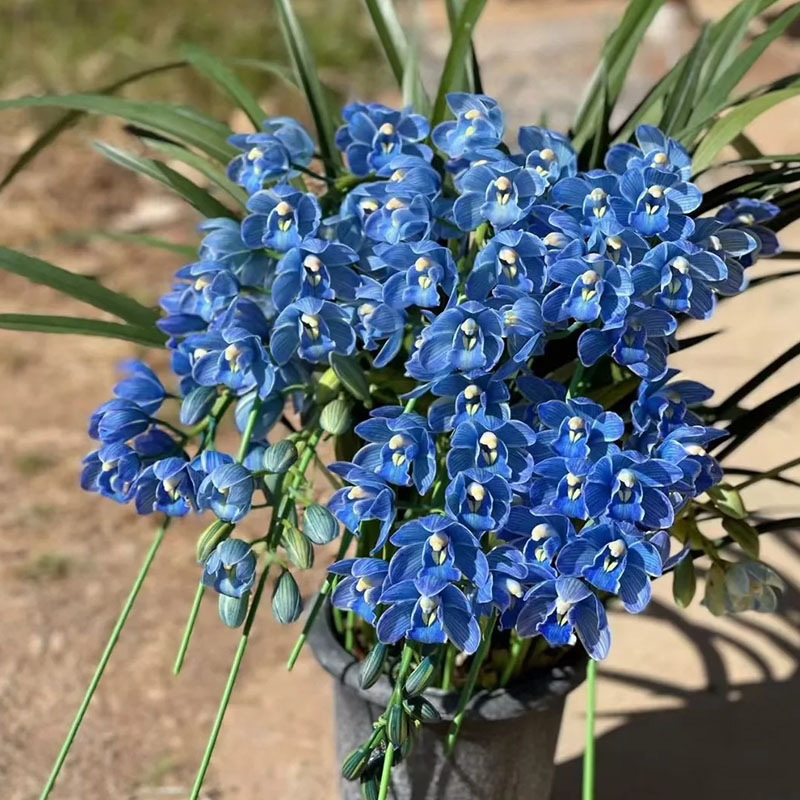 Cymbidium Orchid Seeds, Rare Cymbidium Seeds