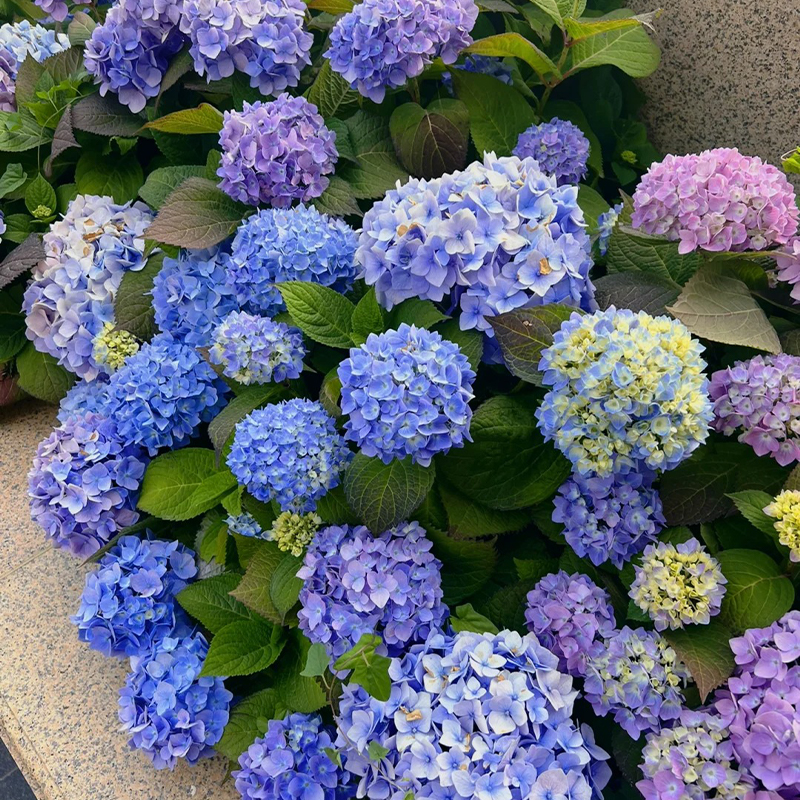 🔥Endless Summer Hydrangea Shrub