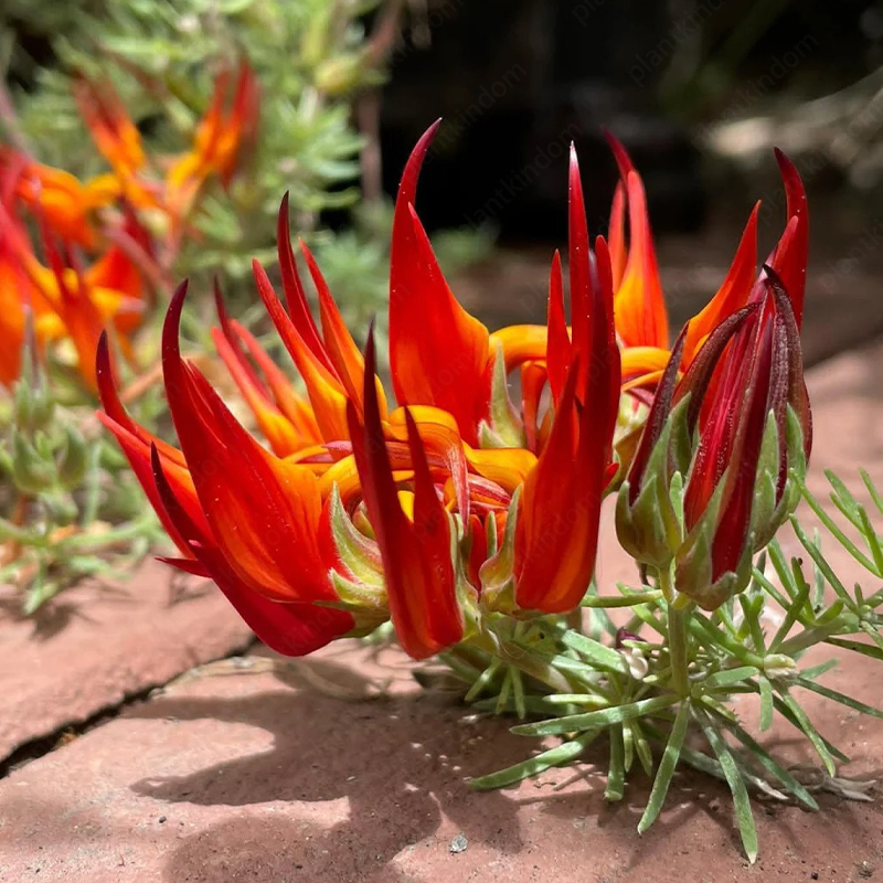 🆕New in June🦜Lotus Berthelotii Masf Seeds🌸Rare Flowers