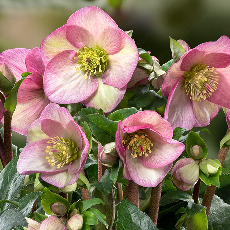 Hellebore Seeds