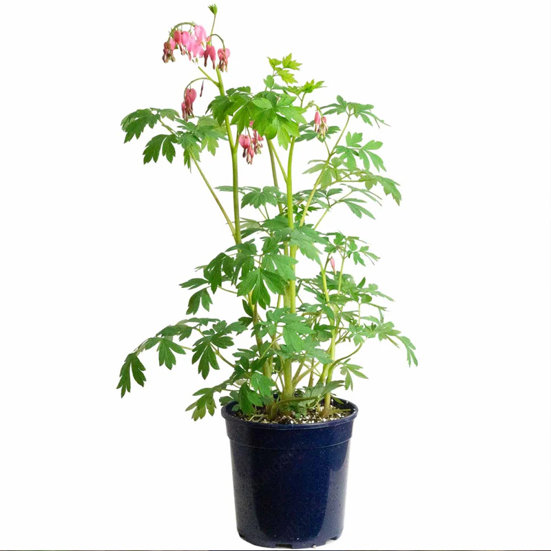 Lamprocapnos spectabilis