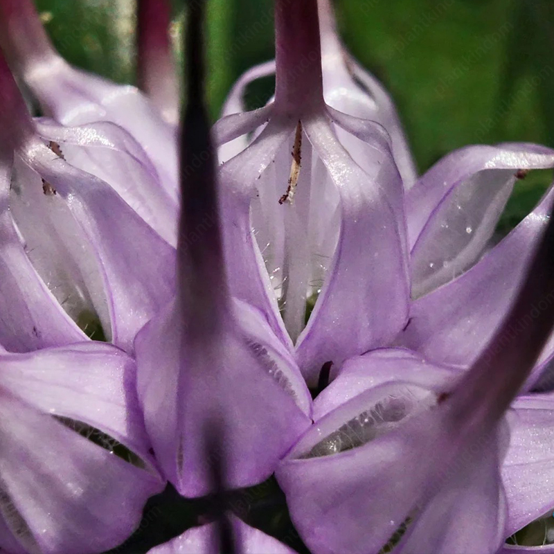 Tufted Horned Rampion Seeds