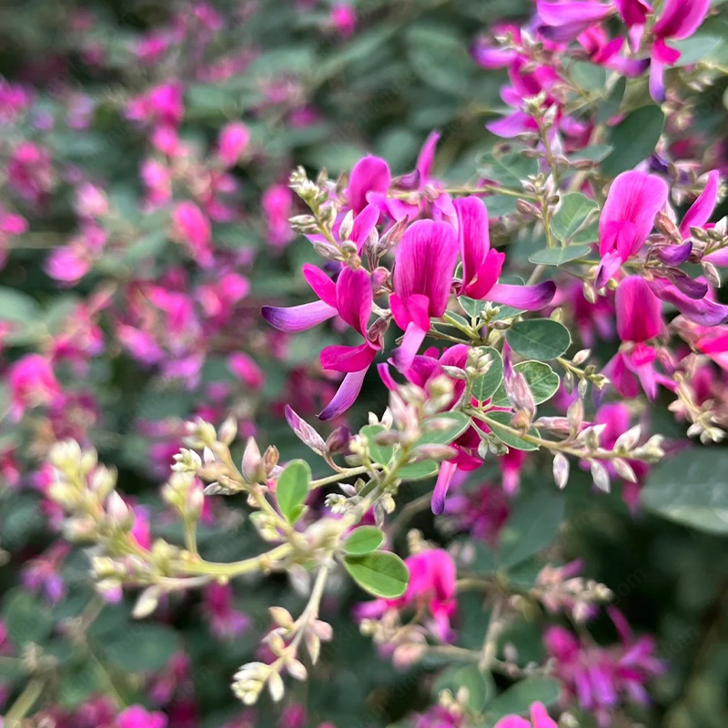 Lespedeza Thunbergii Seeds