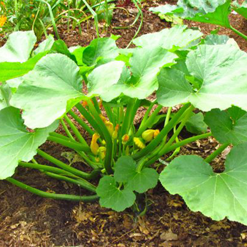 Pattypan Squash Seeds