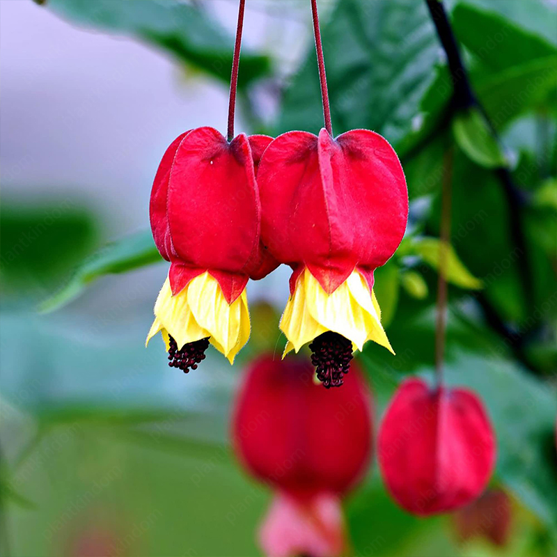 Abutilon Megapotamicum Seeds