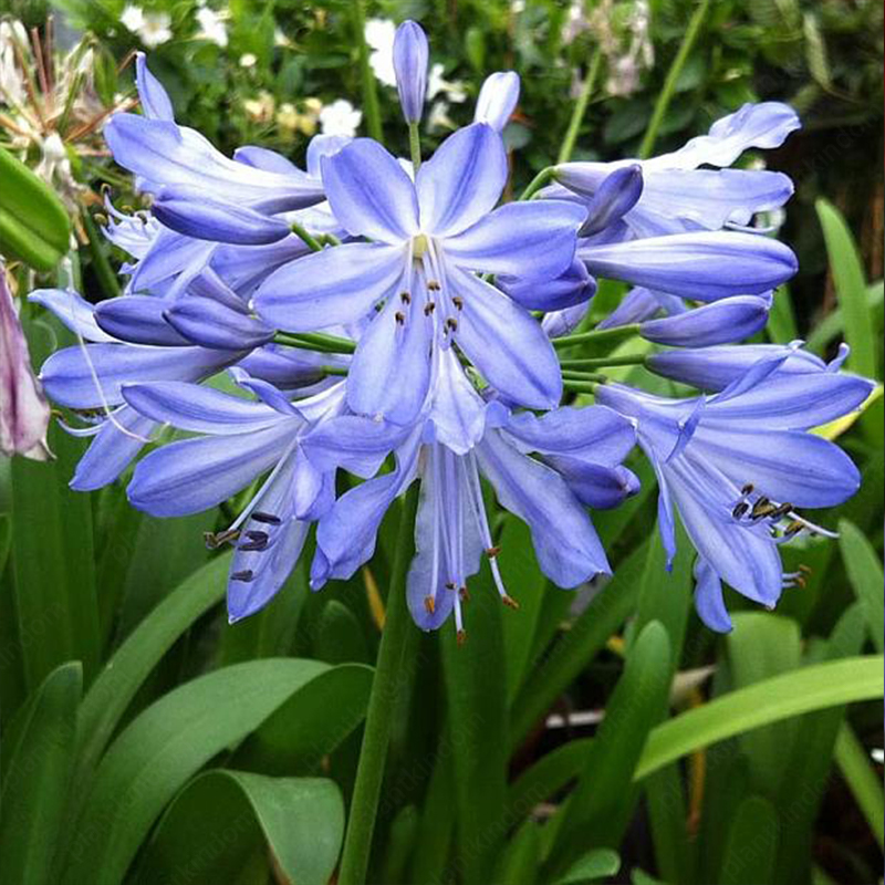 Agapanthus