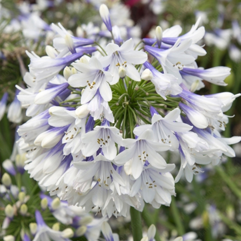 Agapanthus