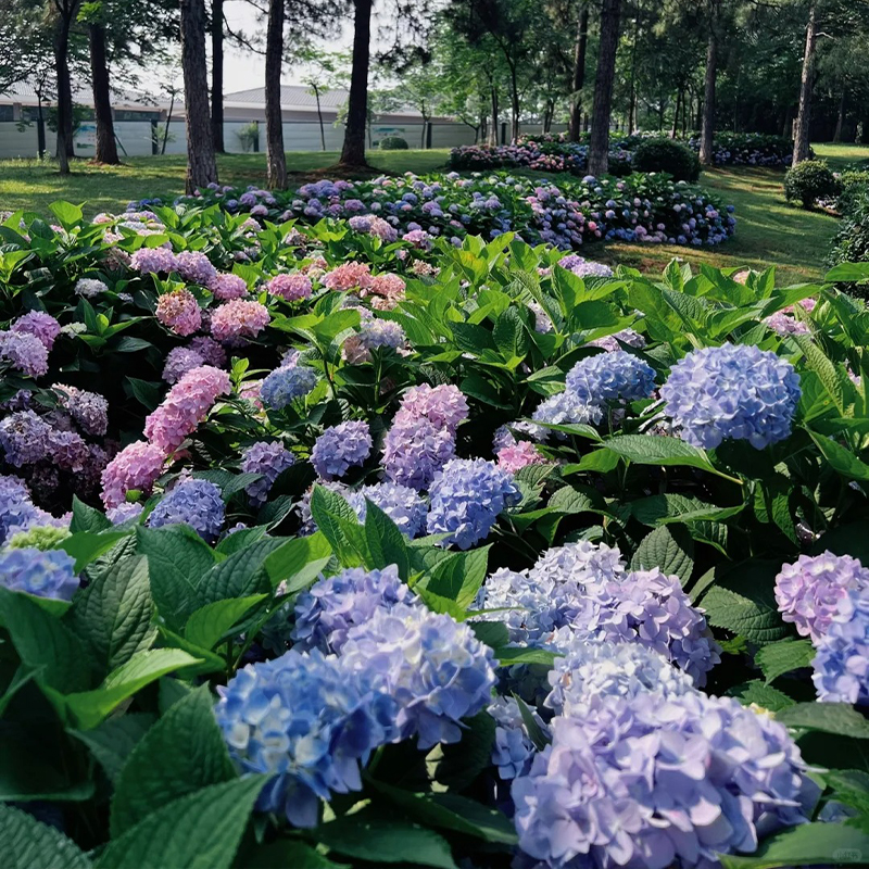 🔥Endless Summer Hydrangea Shrub