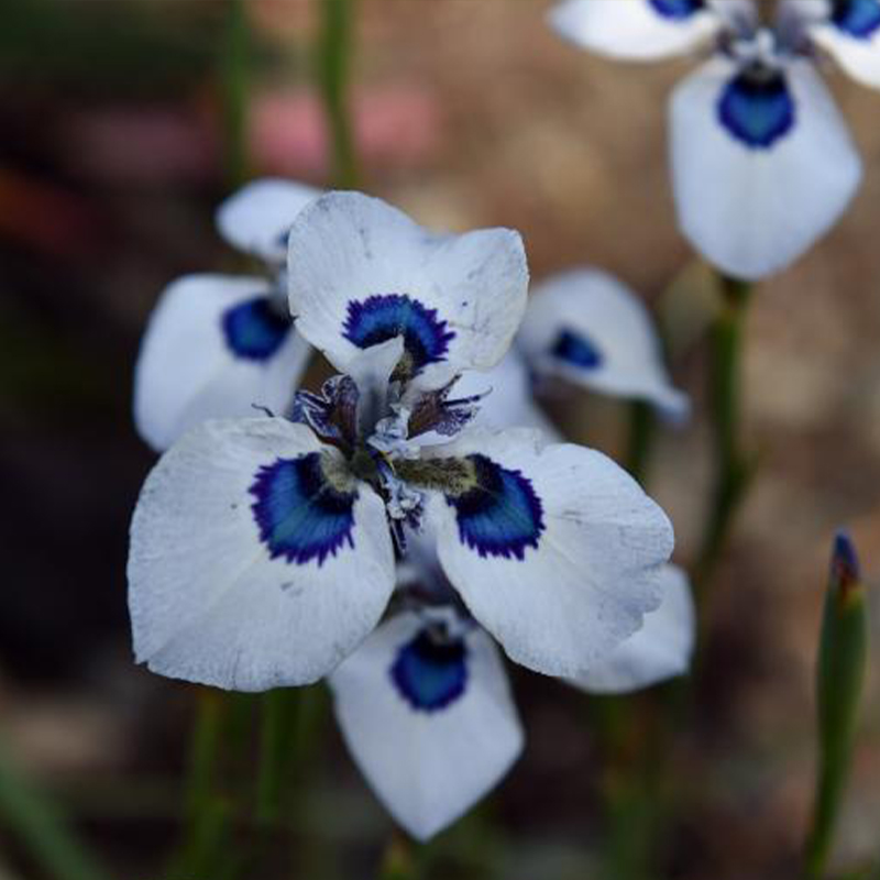 🚨Hot Selling🪴 Moraea Villosa  Seeds✨Wonderful Flower