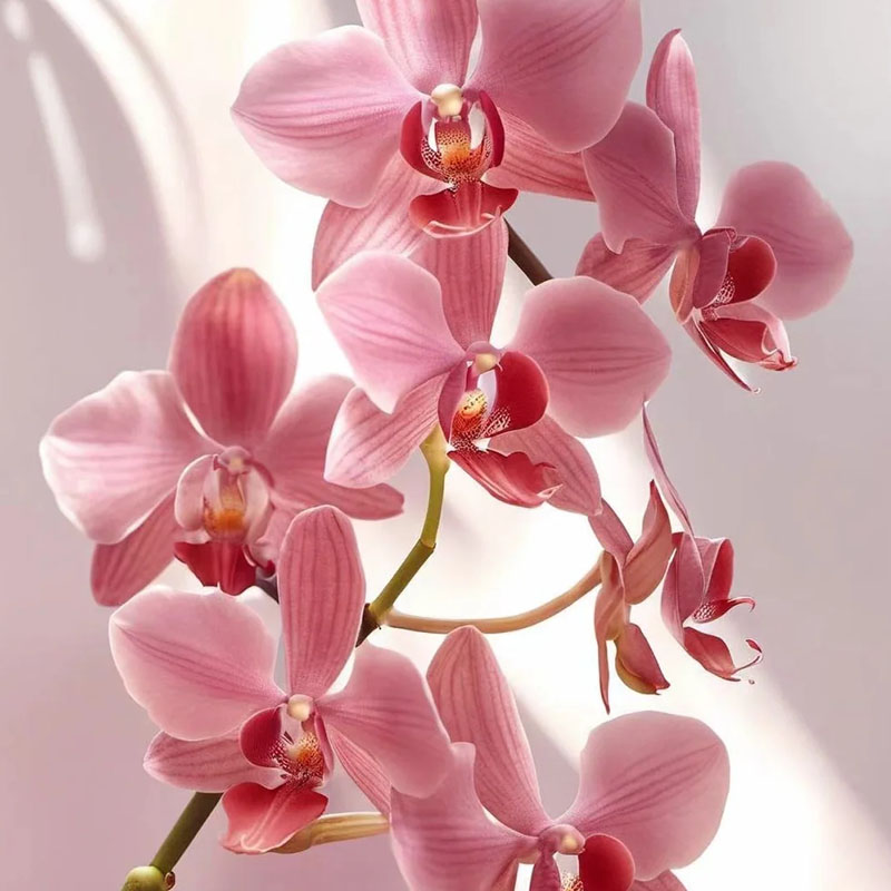 Cymbidium Orchid Seeds, Rare Cymbidium Seeds