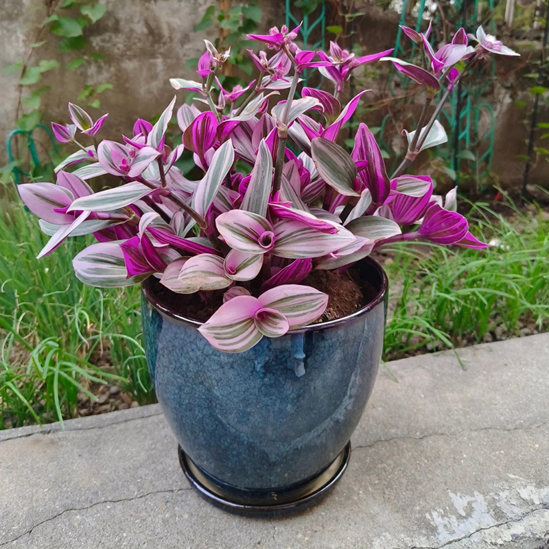 Tradescantia 'Nanouk' Seeds
