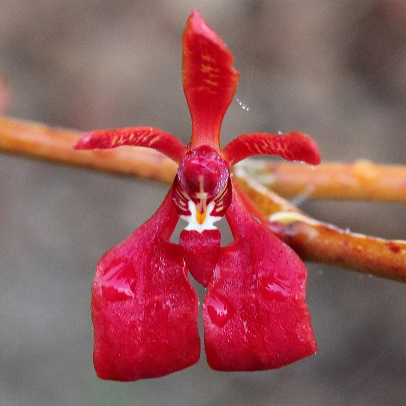 Renanthera Seeds