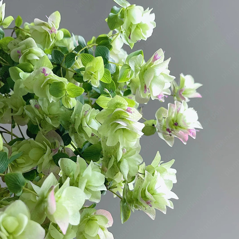 Kirigami Oregano Seeds