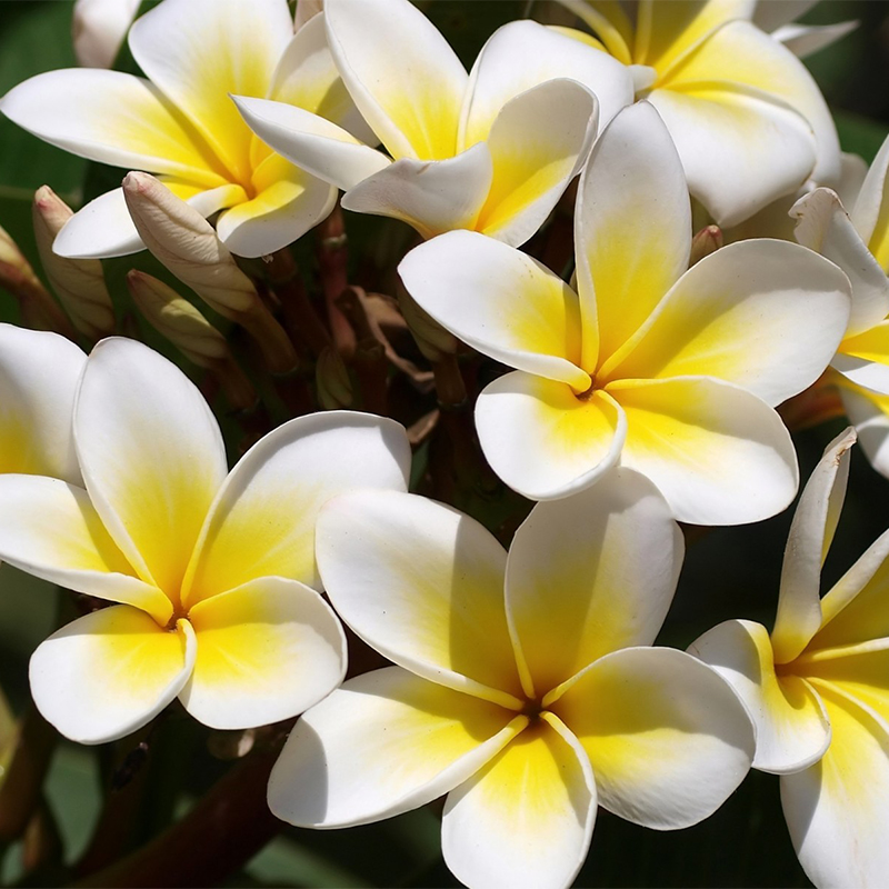 PLUMERIA RUBRA 'SAMOAN FLUFF’ 