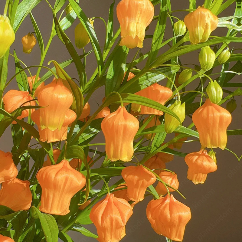 Sandersonia aurantiaca Hook