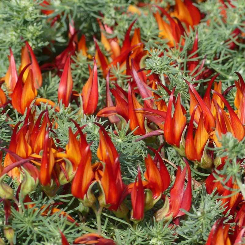 🆕New in June🦜Lotus Berthelotii Masf Seeds🌸Rare Flowers