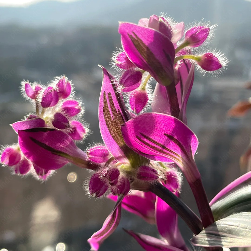 Tradescantia 'Nanouk' Seeds