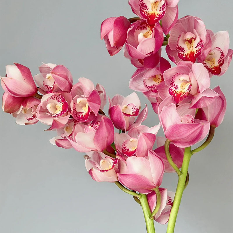 Cymbidium Orchid Seeds, Rare Cymbidium Seeds