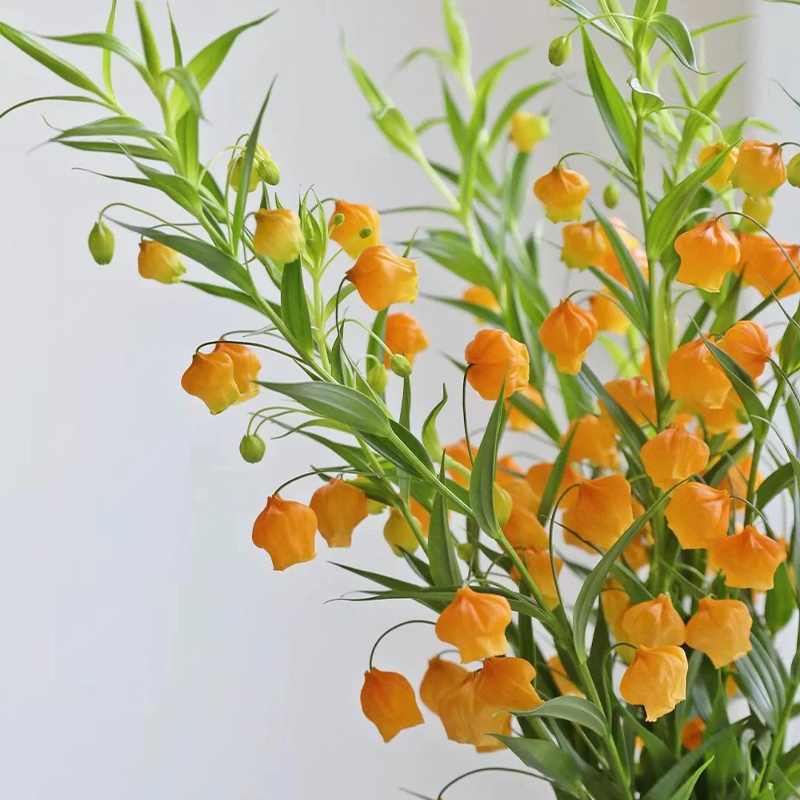 Sandersonia aurantiaca Hook