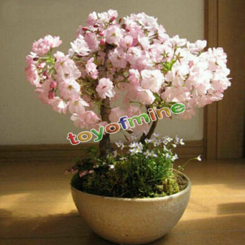 20PCS Cherry Bonsai Bonsai Tree Japanese New Blossoms Sakura seeds Flower Seeds