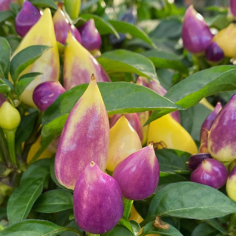 Colorful Pepper Seeds