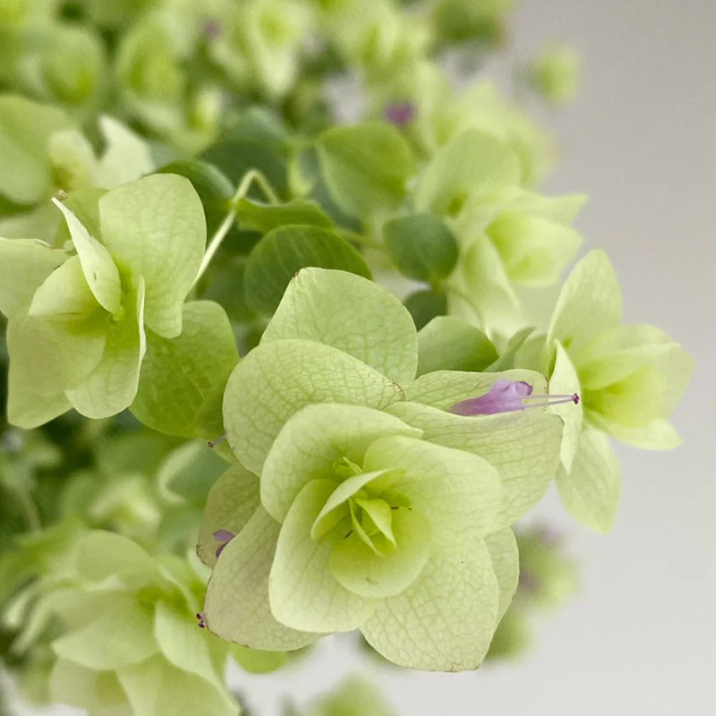 Kirigami Oregano Seeds