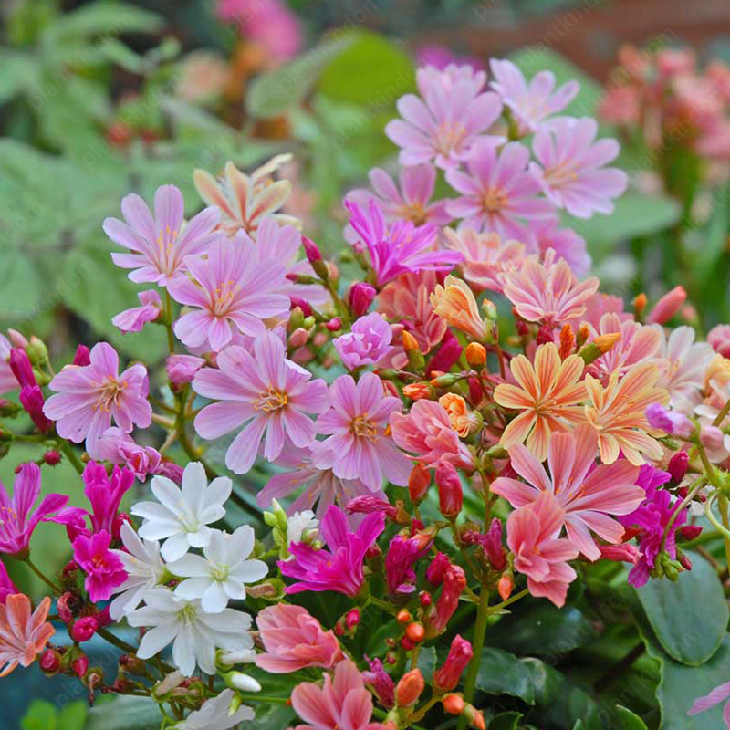Lewisia