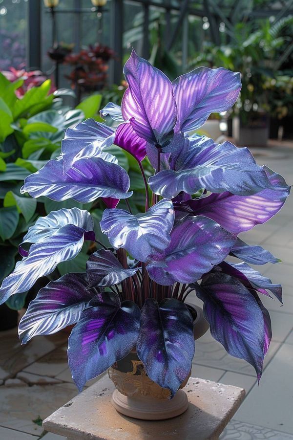 🎨🪴 Colorful Leaves– Grow Your Own Caladium#7