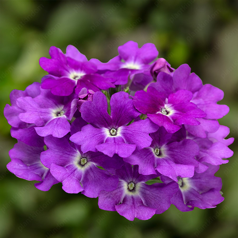 Verbena Tuscany Seeds