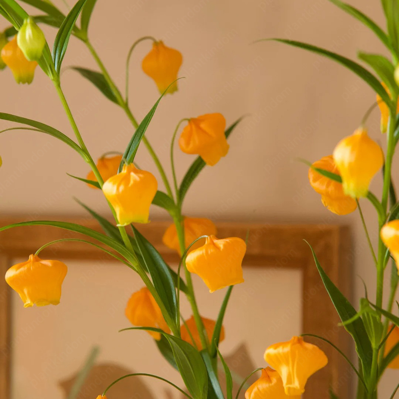 Sandersonia aurantiaca Hook