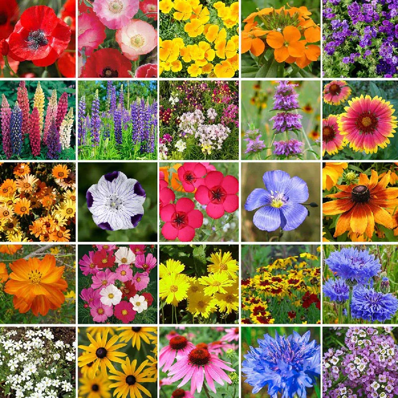 🔥53% off! Mixed Perennial Flower Seeds - Over 60 Mixed Varieties