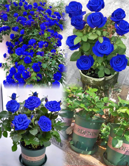 💙BLUE ENCHANTRESS ROSE SEEDS🌹50% OFF🔥