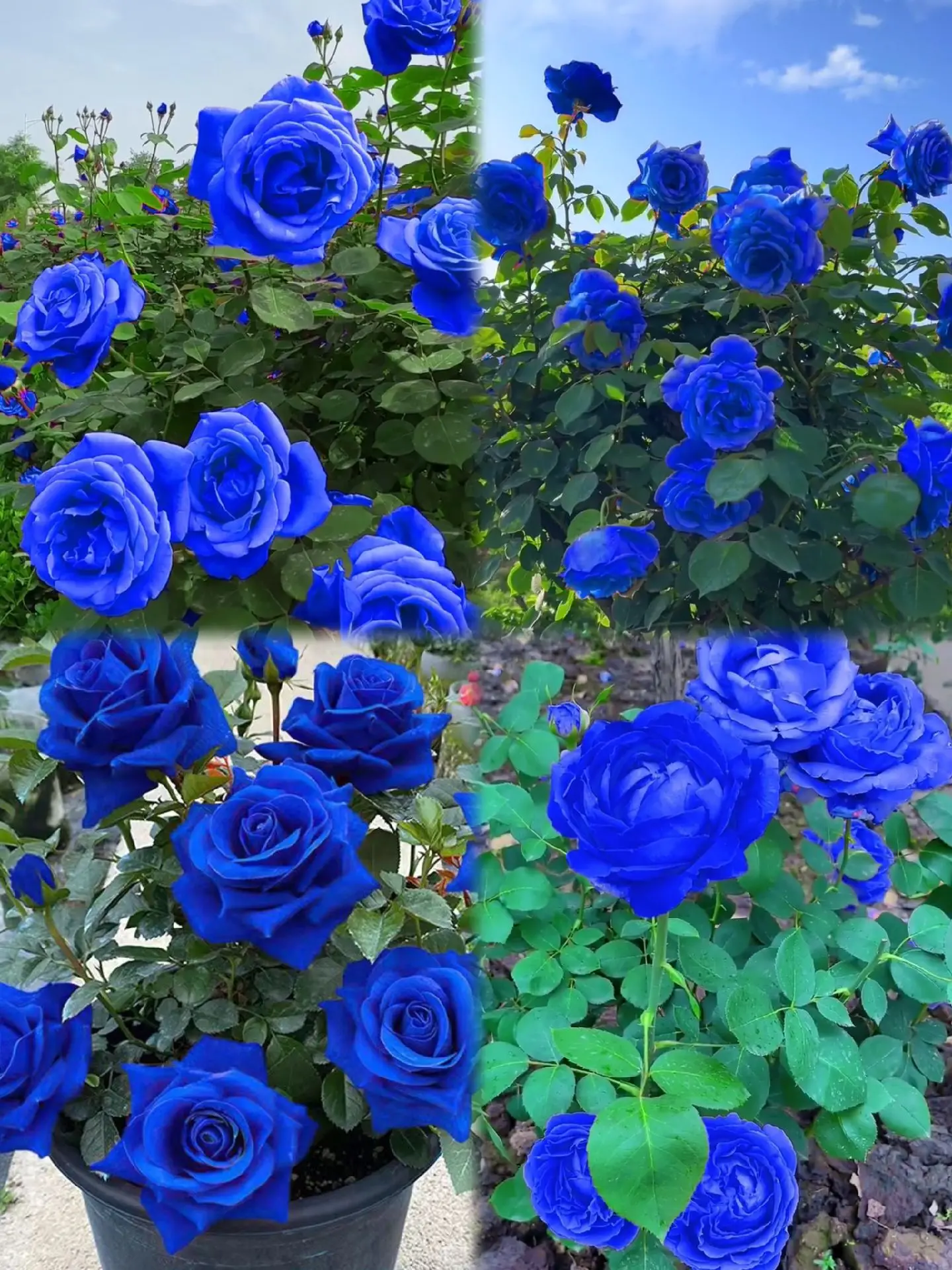 💙BLUE ENCHANTRESS ROSE SEEDS🌹50% OFF🔥