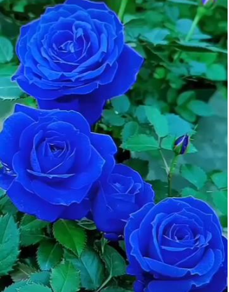 💙BLUE ENCHANTRESS ROSE SEEDS🌹50% OFF🔥