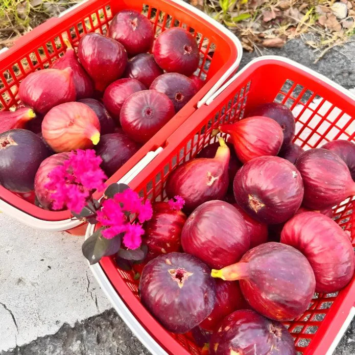 Giant Fig Tree Seeds
