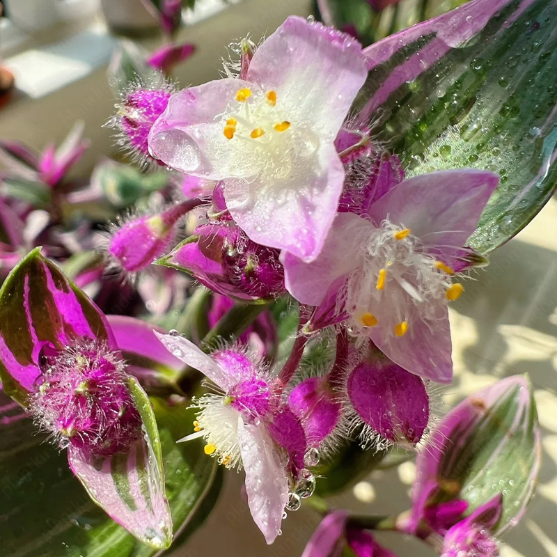 Tradescantia 'Nanouk' Seeds