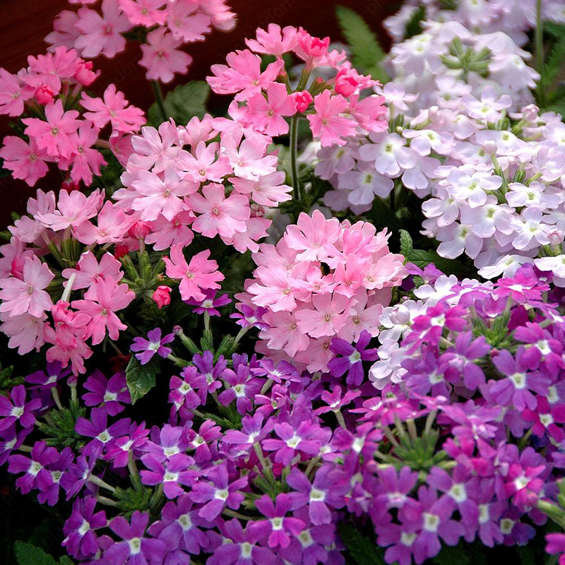 Verbena Tuscany Seeds