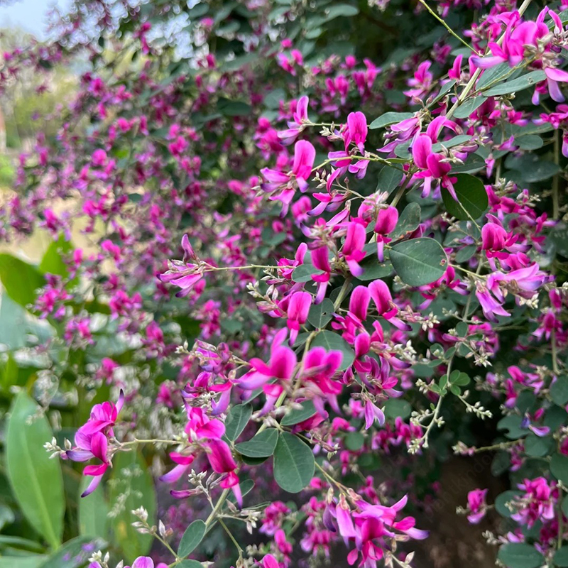 Lespedeza Thunbergii Seeds