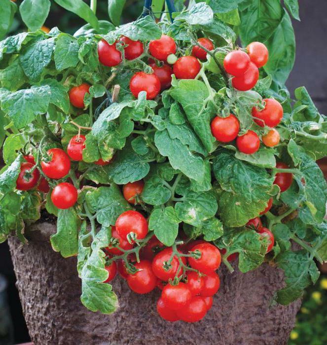 Tomato Seeds Bonsai Balcony Indoor Self-pollinating Vegetable Organic Non GMO