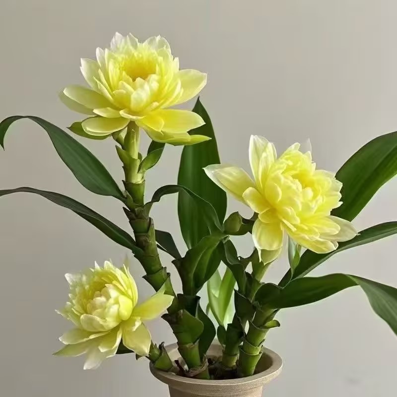 Lucky Flowering Bamboo Potted Plant