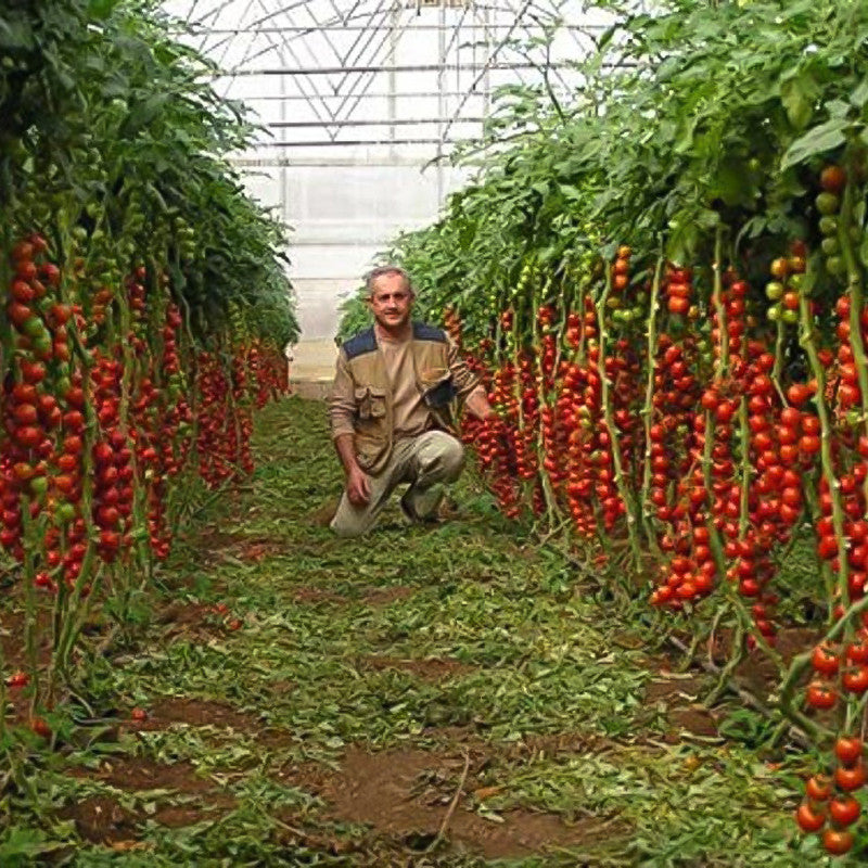 Rare Organic Sweet Million Tomato Tree Seeds