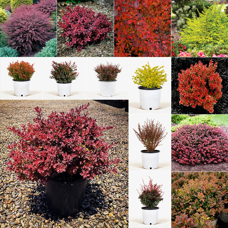 🔥2024 Flower Garden Must-Haves 🎍Barberry