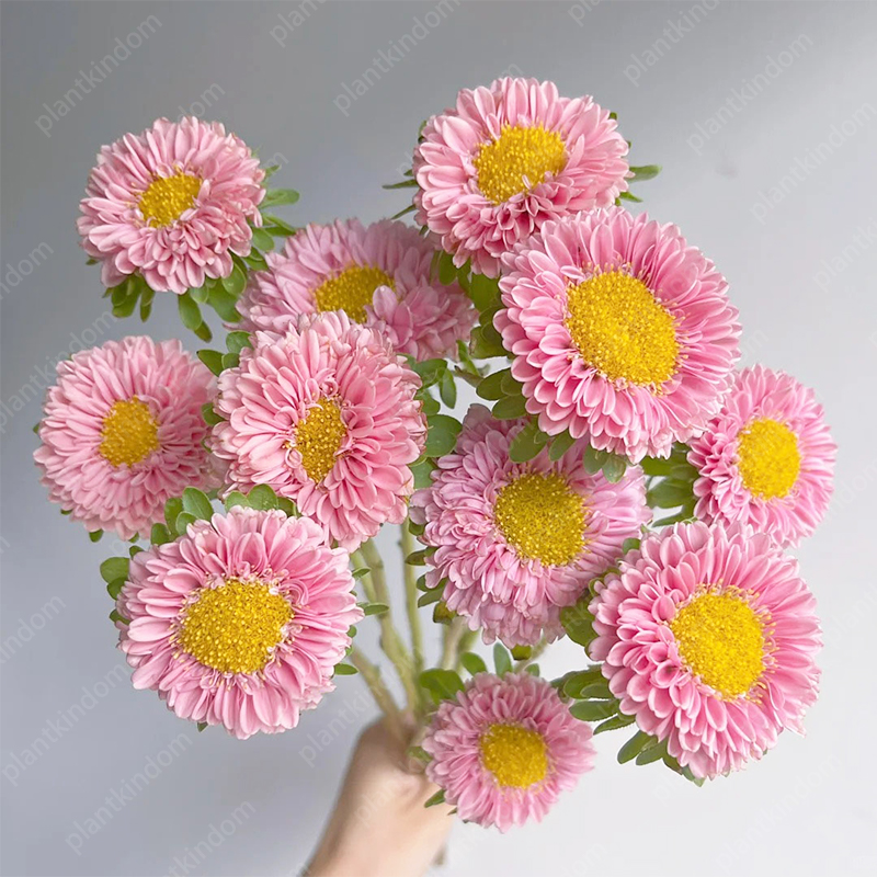 🌼 Limited Time Offer! Mixed Color Aster Seeds 