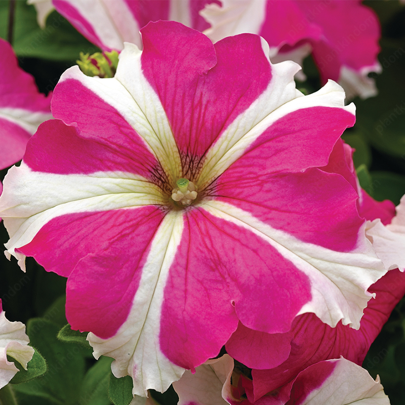 🌈Hot Sale🔥Petunia TriTunia Series Seeds🌼Multi-color
