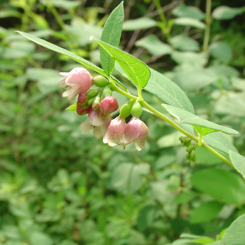 Symphoricarpos Albus Seeds