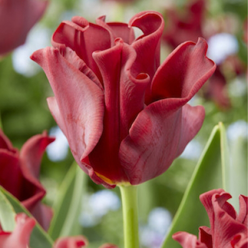 Tulipa – Red Dress Seeds