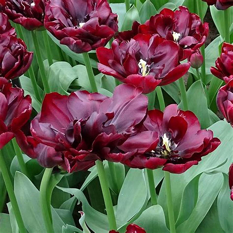 Palmyra Double Tulip