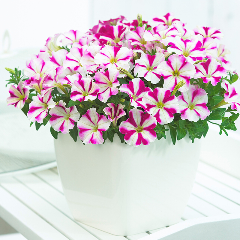 🌈Hot Sale🔥Petunia TriTunia Series Seeds🌼Multi-color