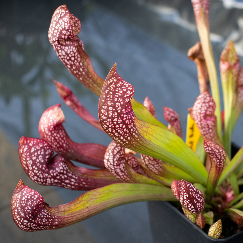 Trumpet Pitchers Seeds
