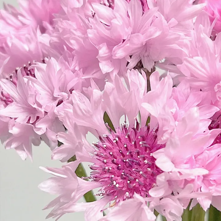 🔥Hot Selling Cornflower / Bachelor Button Seeds🎉Buy 3 get 1 free